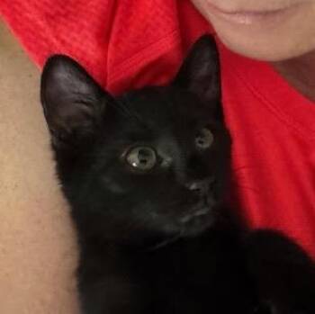 Rescue Domestic Short Hair Cats for Adoption in Roachdale, Indiana - Miles | PetCurious