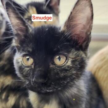 Smudge -  Domestic Short Hair Cat for Adoption in Lakewood, Colorado - Smudge | PetCurious