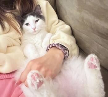 Domestic Long Hair Cats Available for Adoption - Valentine | PetCurious