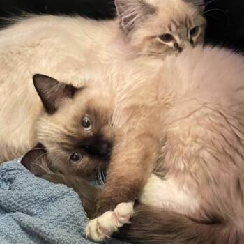 Luna -  Siamese and Birman Cat for Adoption in Los Angeles, California - Luna | PetCurious