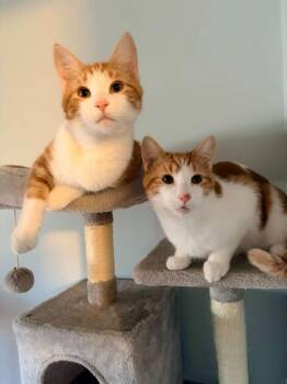 PJ & Biggie -  Domestic Short Hair Cat for Adoption in Cowlesville, New York - PJ & Biggie | PetCurious