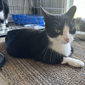 Rescue Domestic Short Hair Cats for Adoption in Kirklin, Indiana - Minnie | PetCurious