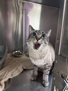 Rescue Siamese and Domestic Short Hair Cats for Adoption in Marietta, Georgia - Guac | PetCurious