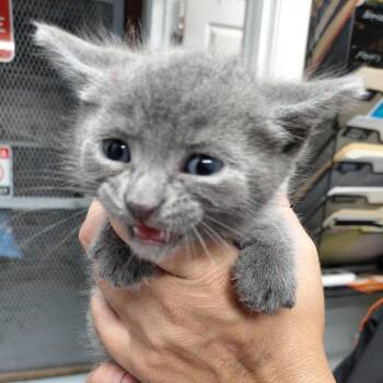 Domestic Short Hair Cats Available for Adoption in Springtown, Texas - Storm | PetCurious