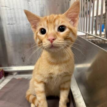 Rock Hudson -  Domestic Short Hair Cat for Adoption in Belleville, Illinois - Rock Hudson | PetCurious