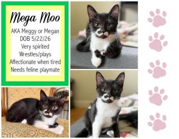 Mega Moo -  Domestic Short Hair Cat for Adoption in Longview, Texas - Mega Moo | PetCurious