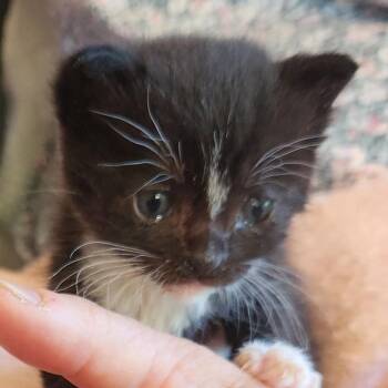 Sorrel -  Domestic Short Hair Cat for Adoption in Redwood Valley, California - Sorrel | PetCurious