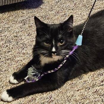 Rescue Domestic Short Hair Cats for Adoption in Davison, Michigan - Nora | PetCurious