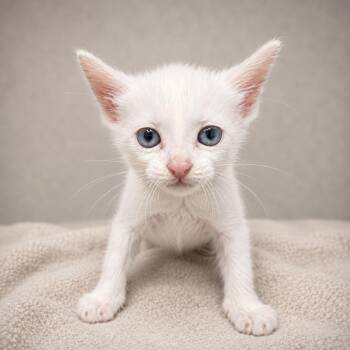 Matcha -  Domestic Short Hair Cat Available for Adoption in Miami, Florida - Matcha | PetCurious