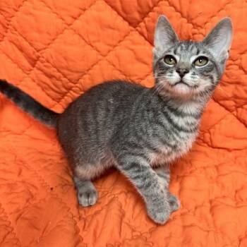 Jiggy -  Domestic Short Hair Cat for Adoption in Waterloo, Iowa - Jiggy | PetCurious