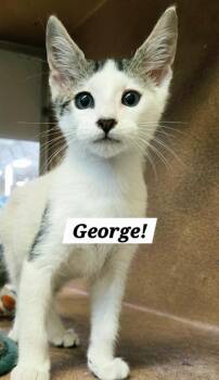 George -  Domestic Short Hair Cat for Adoption in San Antonio, Texas - George | PetCurious