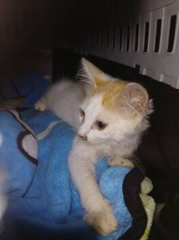 Link -  Domestic Medium Hair Cat for Adoption in Lake Wylie, South Carolina - Link | PetCurious