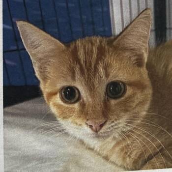 Nacho -  Domestic Short Hair Cat for Adoption in Bentonville, Arkansas - Nacho | PetCurious