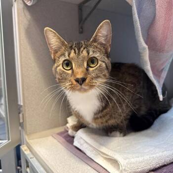 Abbie -  Domestic Short Hair Cat for Adoption in Pittsburgh, Pennsylvania - Abbie | PetCurious