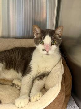 Milo -  Domestic Short Hair Cat for Adoption in Chico, California - Milo | PetCurious