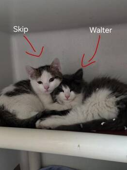 Domestic Long Hair Cats Available for Adoption in Boston, Massachusetts - WALTER | PetCurious