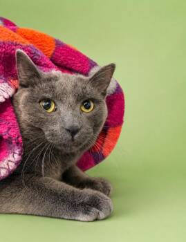 Domestic Short Hair Cats Available for Adoption in Rock Springs, Wyoming - Cosmo | PetCurious