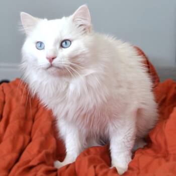 British Shorthair Cats Available for Adoption - Cloud | PetCurious