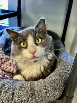 Bruno -  Domestic Short Hair Cat for Adoption in Grand Rapids, Michigan - Bruno | PetCurious