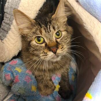 Domestic Medium Hair Cats Available for Adoption in Owosso, Michigan - Aurora | PetCurious