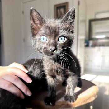 Augie -  Domestic Short Hair Cat for Adoption in Long Beach, California - Augie | PetCurious