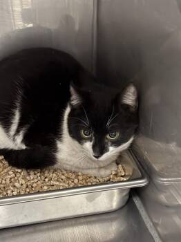 Domestic Short Hair Cats Available for Adoption - SIMON | PetCurious