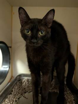 Domestic Short Hair Cats Available for Adoption in Fairfax, Virginia - Union | PetCurious