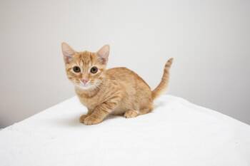 Rescue Domestic Short Hair Cats for Adoption in Montclair, New Jersey - October | PetCurious