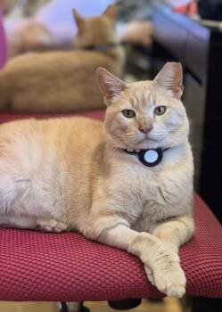 Beigey -  Domestic Short Hair Cat for Adoption in San Jose, California - Beigey | PetCurious