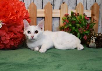 Vivian -  Domestic Short Hair Cat for Adoption in Roanoke, Texas - Vivian | PetCurious
