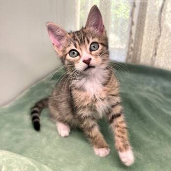 Rescue Domestic Short Hair Cats for Adoption in Austin, Texas - Zuite Life 29 | PetCurious