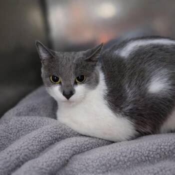 Domestic Short Hair Cats Available for Adoption - Carlotta | PetCurious