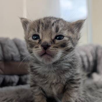 Anvil -  Domestic Short Hair Cat Available for Adoption in Baltimore, Maryland - Anvil | PetCurious