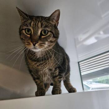 Domestic Short Hair Cats Available for Adoption in Ridgely, Maryland - Beans | PetCurious