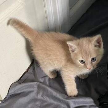 Domestic Short Hair Cats Available for Adoption in Wilkesboro, North Carolina - Cutie | PetCurious