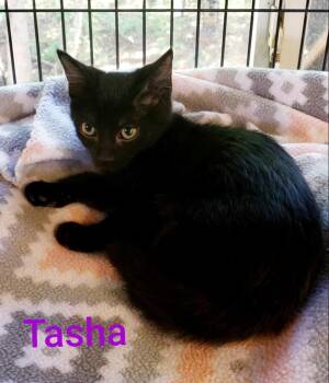 Rescue Domestic Short Hair Cats for Adoption in Macon, Georgia - Tasha | PetCurious