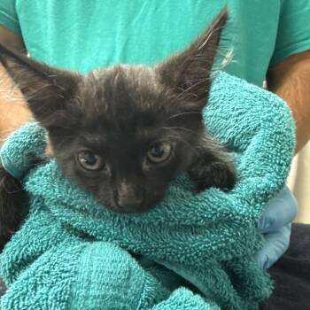 Meowth -  Domestic Medium Hair Cat for Adoption in Lakeland, Florida - Meowth | PetCurious