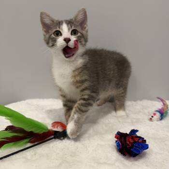 McLovin -  Domestic Medium Hair Cat for Adoption in Chicago, Illinois - McLovin | PetCurious