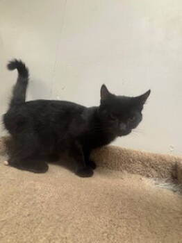 Rescue Domestic Short Hair Cats for Adoption in Fayetteville, Georgia - Tullah | PetCurious