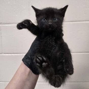 Batgirl -  Domestic Short Hair Cat for Adoption in Reno, Nevada - Batgirl | PetCurious