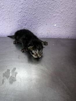 61625961 -  Domestic Medium Hair Cat for Adoption in El Paso, Texas - 61625961 | PetCurious
