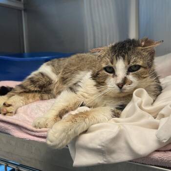 Domestic Short Hair Cats Available for Adoption - Chester | PetCurious