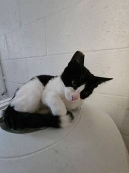 Billy -  Domestic Short Hair Cat for Adoption in Ontario, California - Billy | PetCurious