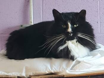 Rescue Domestic Long Hair Cats for Adoption in Seven Valleys, Pennsylvania - Butler | PetCurious