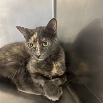 Domestic Short Hair Cats Available for Adoption - Mochi | PetCurious