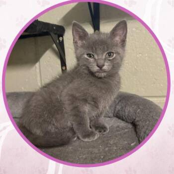 Domestic Short Hair Cats Available for Adoption in Toms River, New Jersey - Jarek | PetCurious