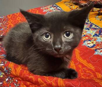 Eddie -  Domestic Short Hair Cat for Adoption in Nashville, Tennessee - Eddie | PetCurious