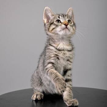 Maisie -  Domestic Medium Hair Cat for Adoption in Pacific Grove, California - Maisie | PetCurious