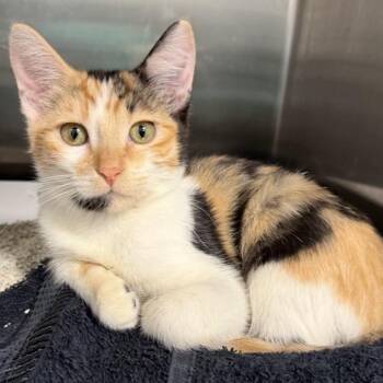Kate -  Domestic Short Hair Cat for Adoption in Kanab, Utah - Kate | PetCurious