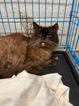 Rescue Burmese Cats for Adoption in Chickamauga, Georgia - Amadeus - Adoptable Awaiting S/N | PetCurious